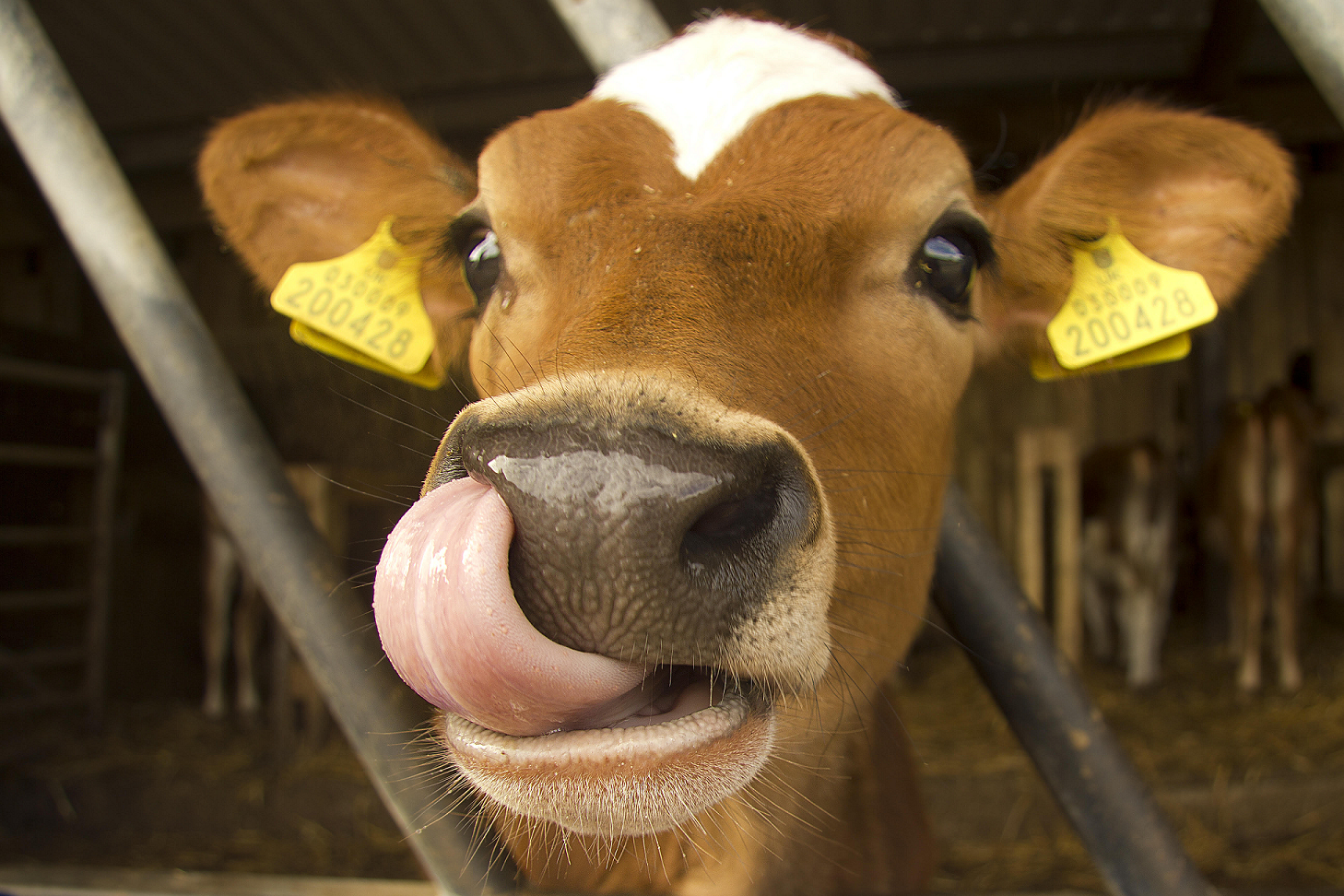 Cow’s milk vs Non-dairy Alternatives